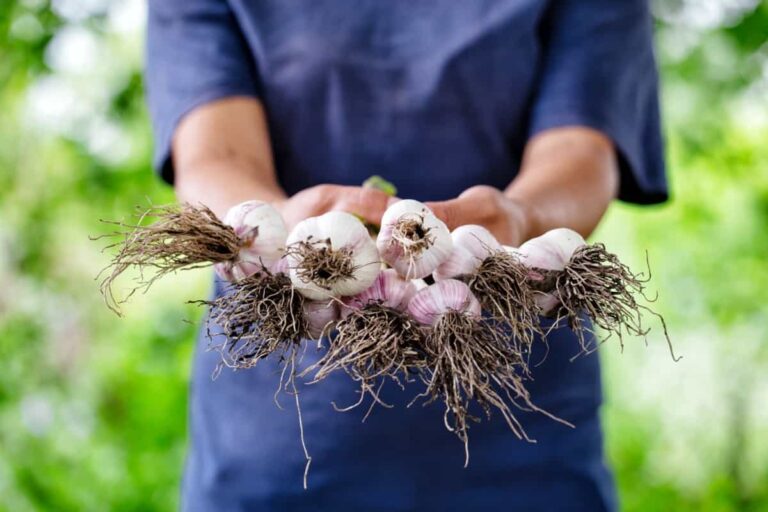 Ultimate Guide to Organic Garlic Farming: Cultivation Practices for Beginners
