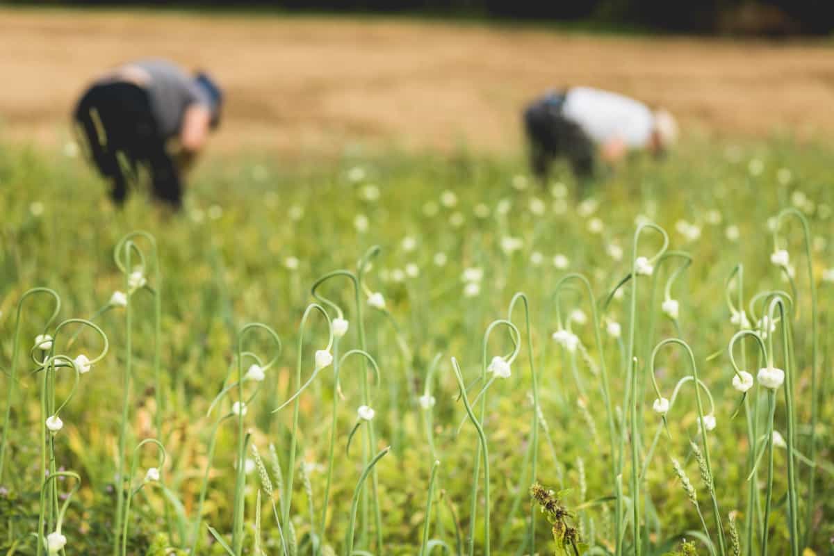 Farmers Picking Garlic in the Field