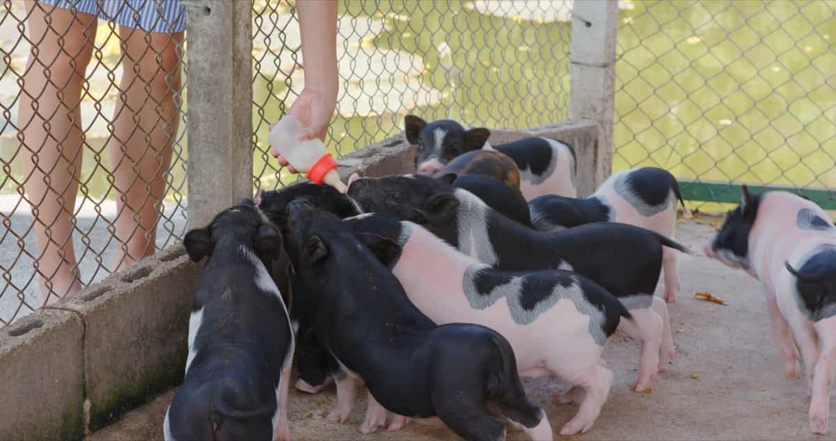 Feeding little pig at farm