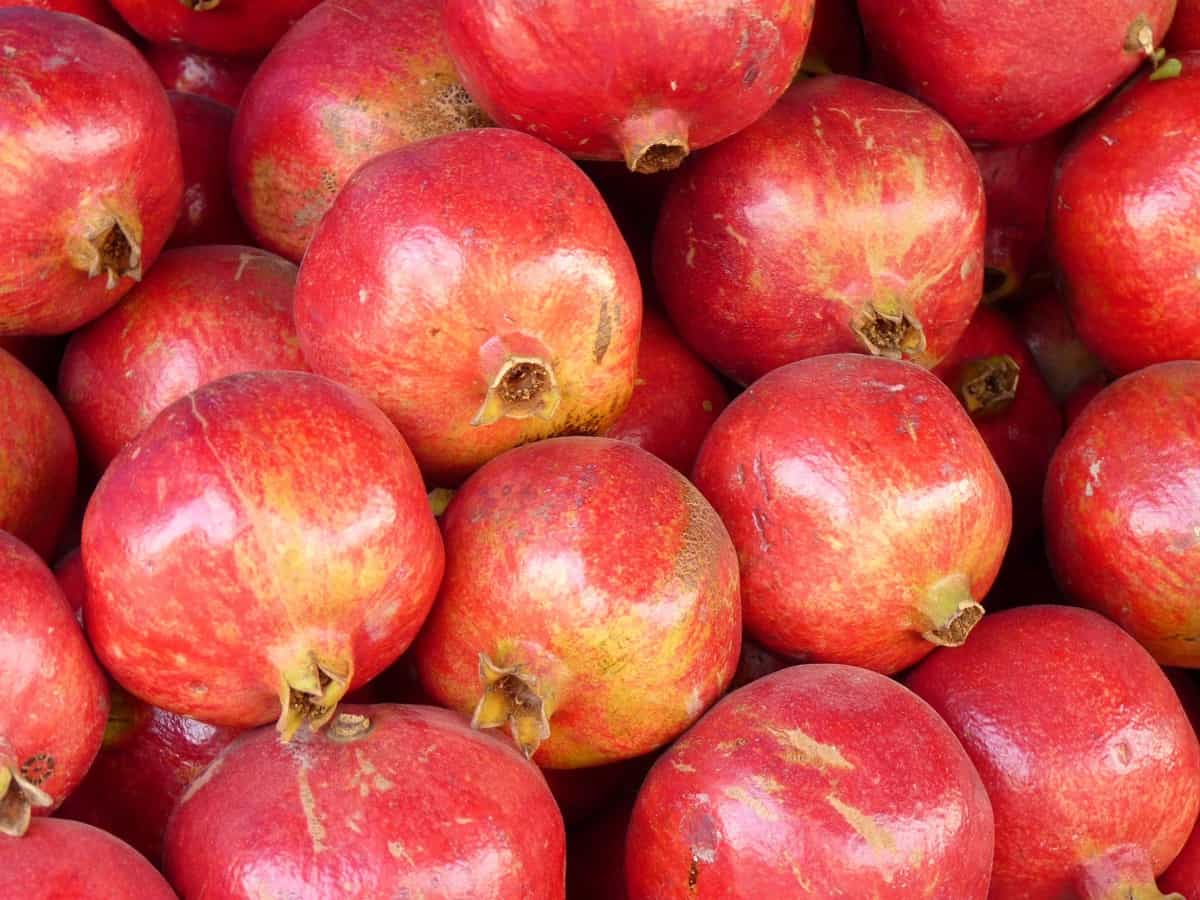 Pomegranate Harvesting