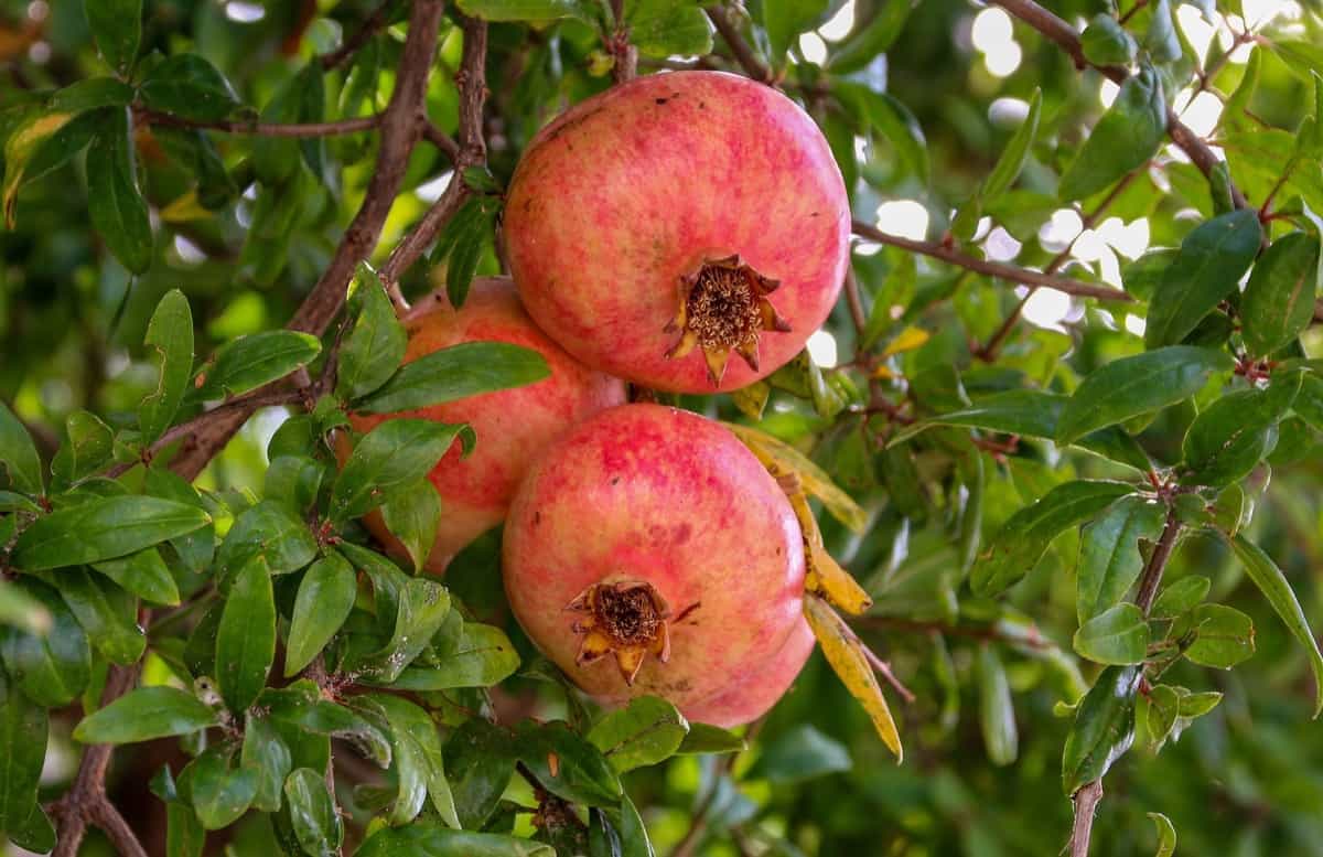 How this Farmer Made 42 Lakhs from 5 Acres of Organic Pomegranate Farming