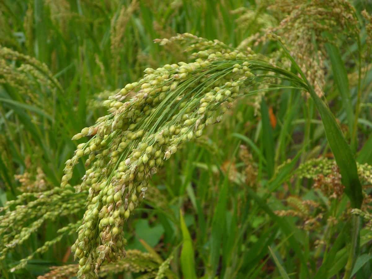 Proso Millet Plant