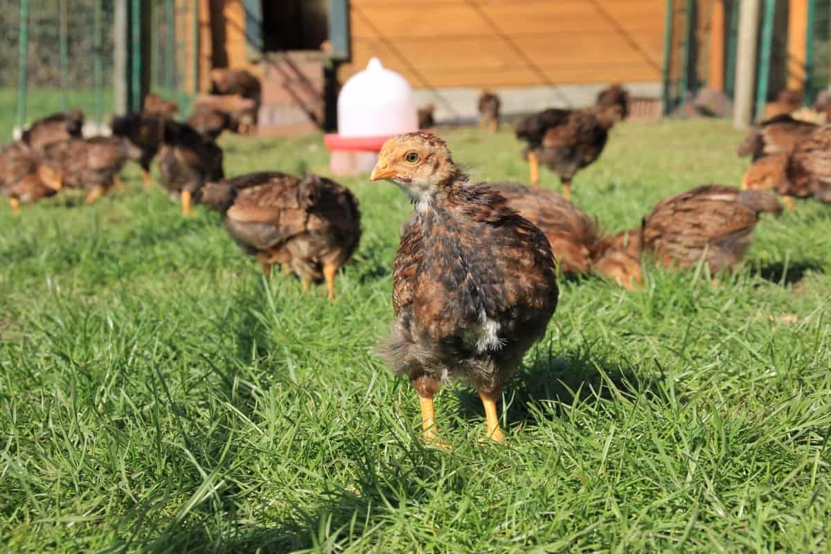 Pasture-Based Free-Range Chicken Farming