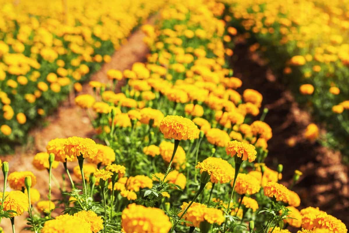 Yellow Marigolds in the farm