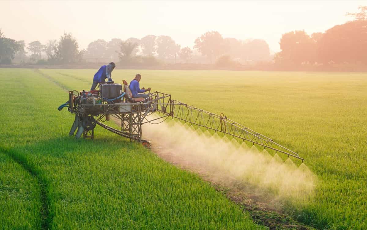 sprayer tractor spraying fertilizer chemical in green paddy field 