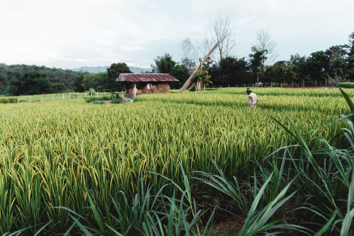 rice plants in the fields