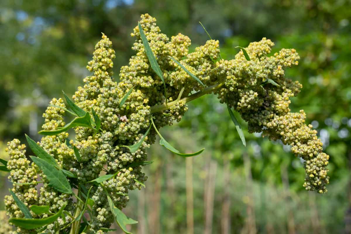 Pest Management in Quinoa