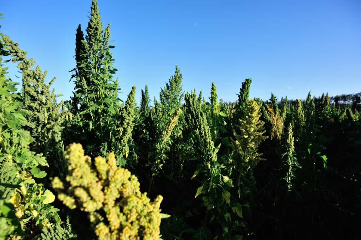 Quinoa plants in growth at field