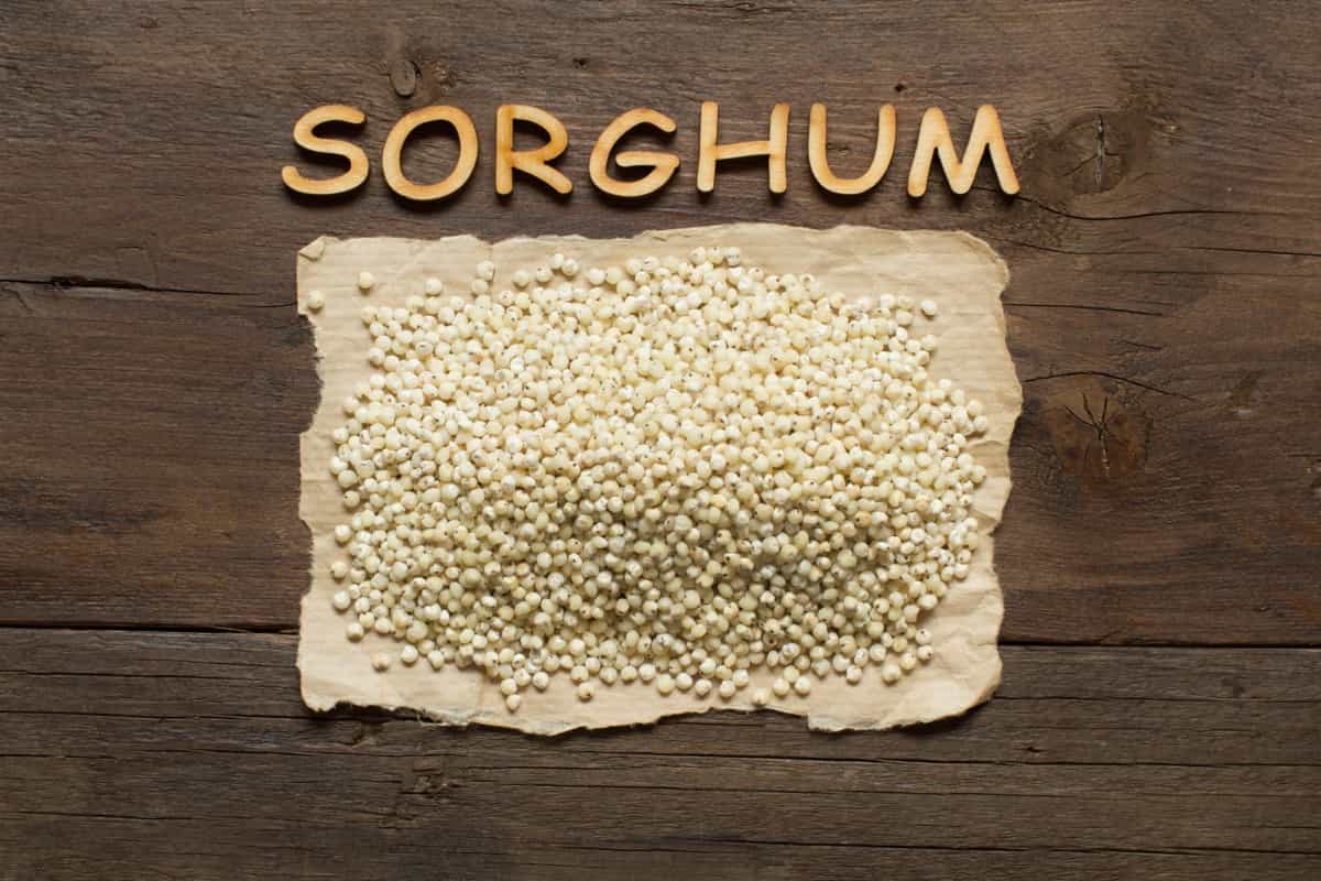 White Sorghum grain