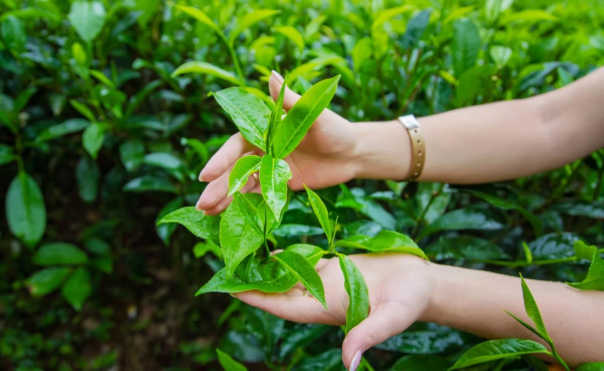 Tea Growing on Tea Plantations
