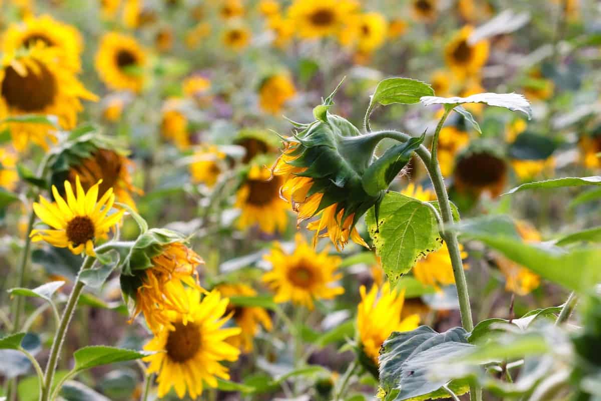 Managing Common Pests And Diseases In Sunflowers