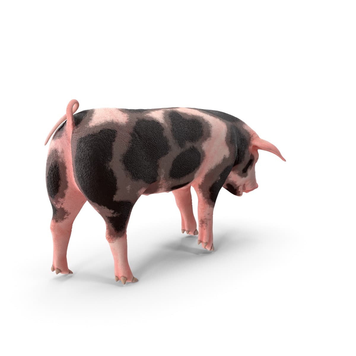 Pietrain Pig