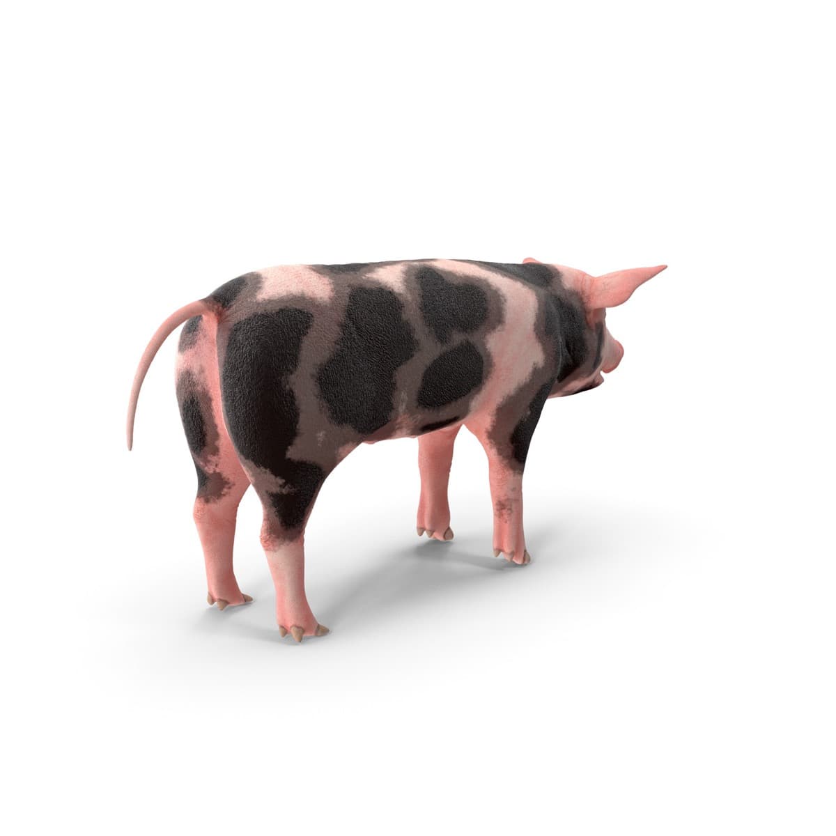 Pietrain Pig Breed 