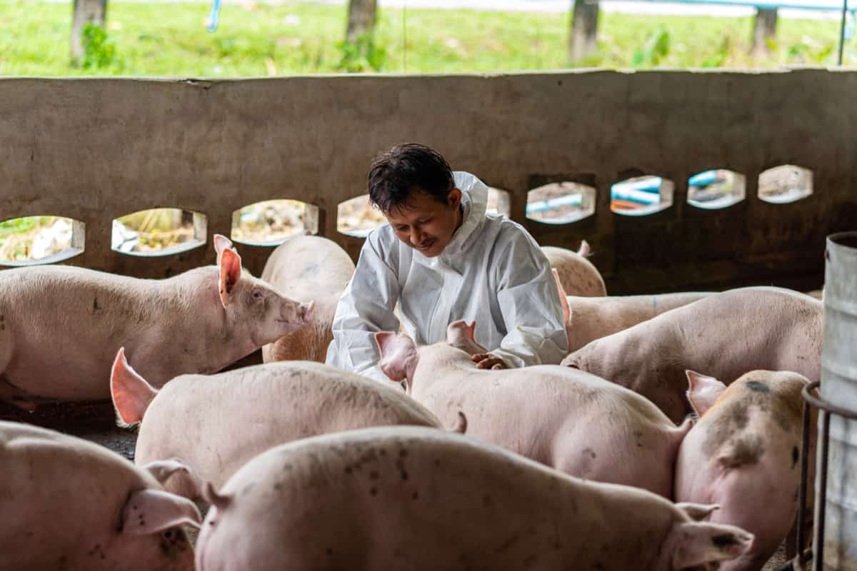 Pig Farm Management3