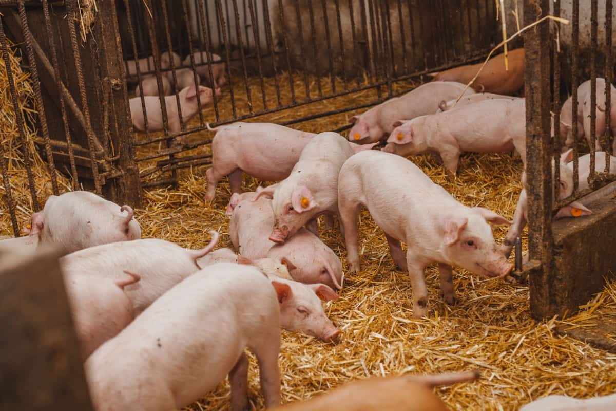 Pig Farm Management6