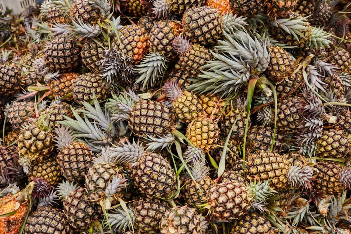 Pineapple Farming in the Philippines