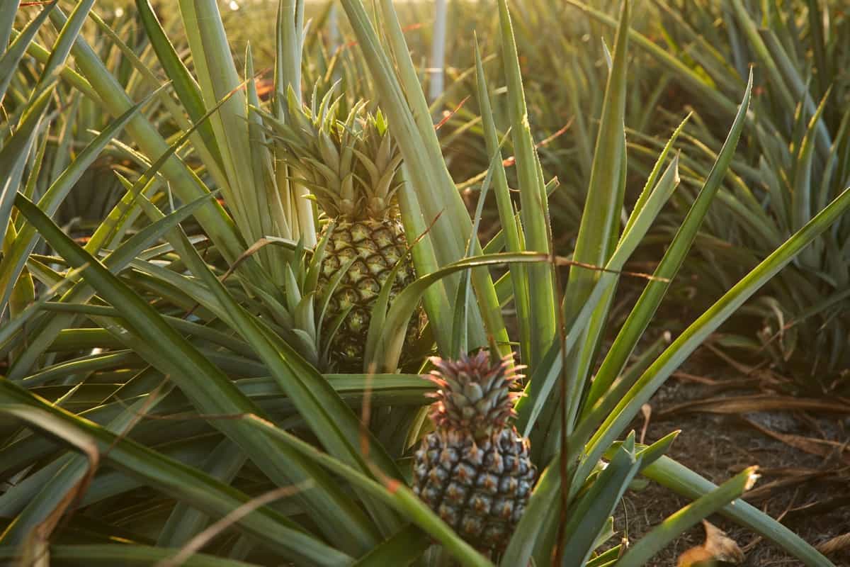 Pineapple Farming Large Scale