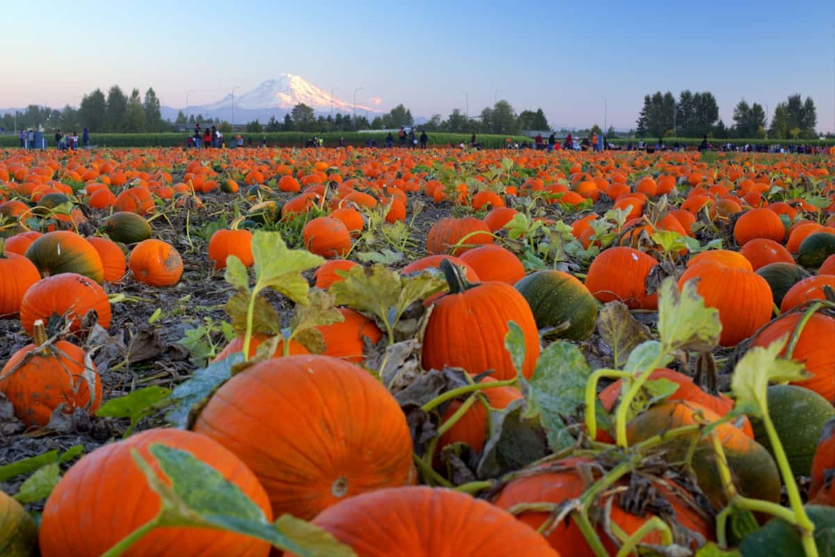 Pollination Strategies for Maximum Pumpkin Yield
