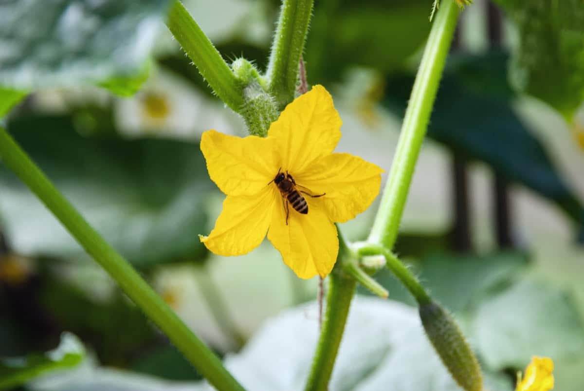 Pollination in Greenhouse Crops Using Bumblebees  
