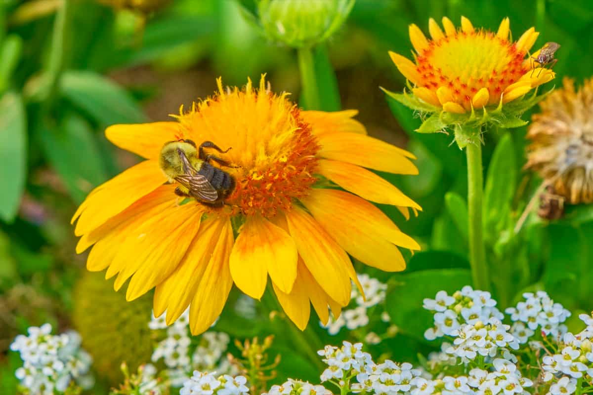 bee pollinating in the garden