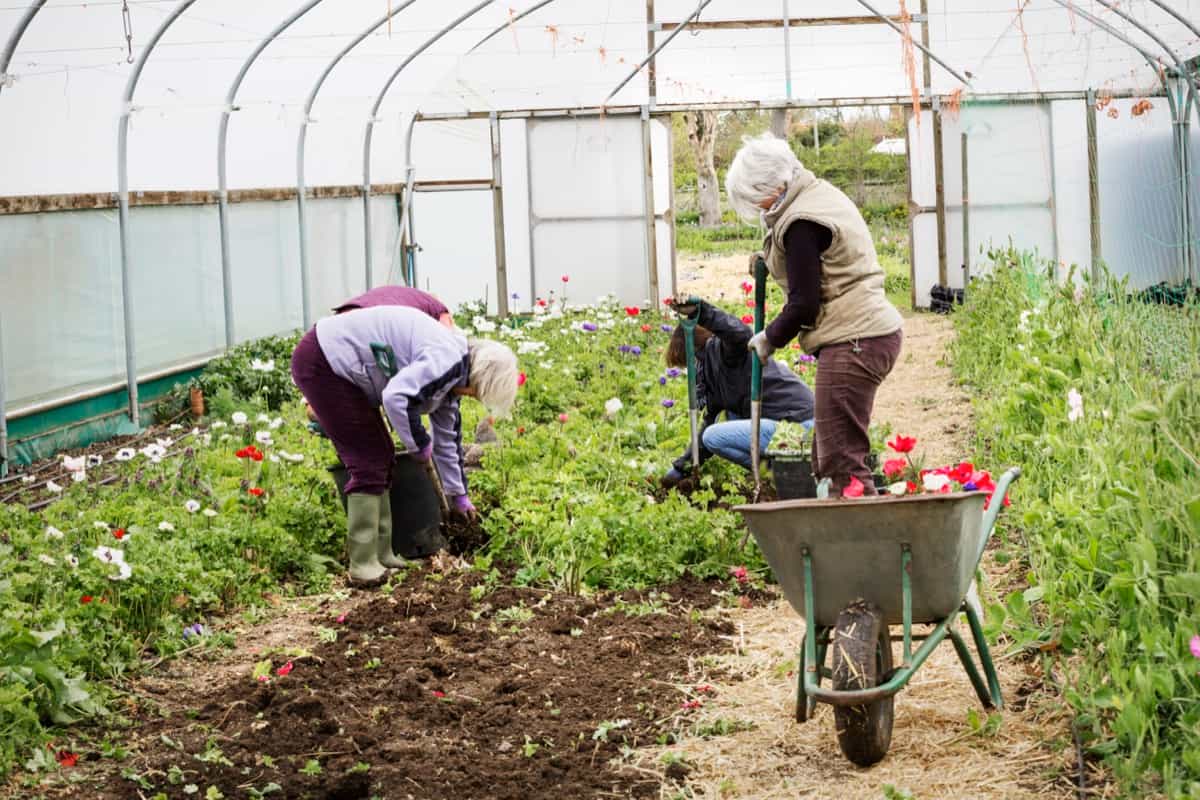 Polyhouse Farming for Flower Cultivation 