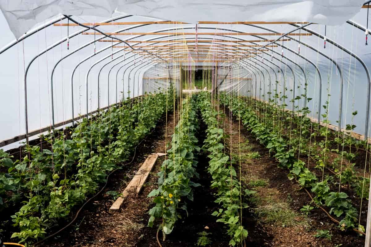 Polyhouse Farming for Vegetable Cultivation