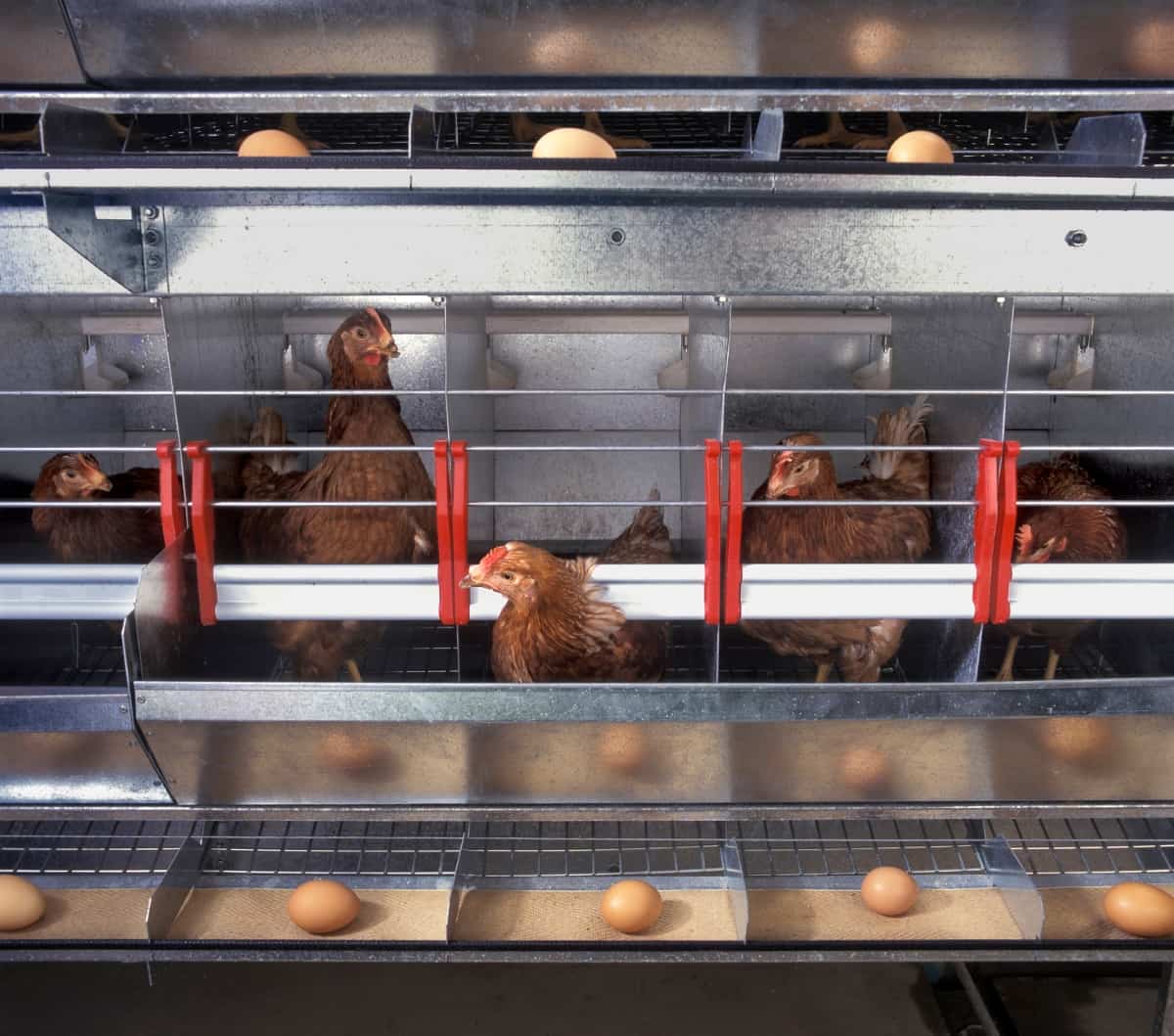 Chicken and Eggs Inside a Chicken Farm
