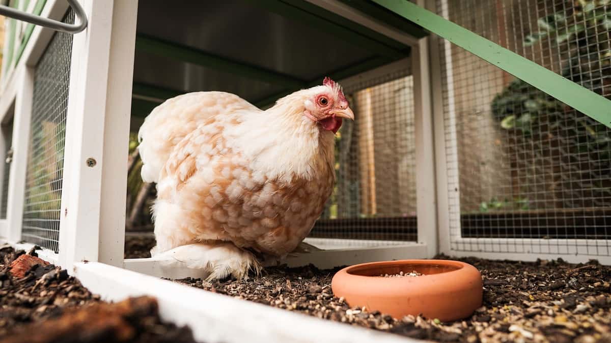 Key Rules to Start Poultry Farming in Denmark