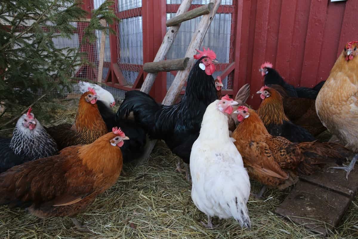 Poultry Breeds 