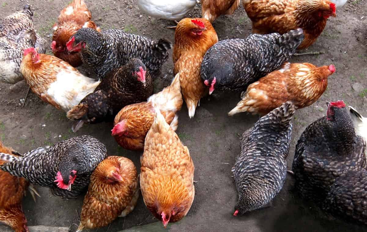 Poultry Farming  