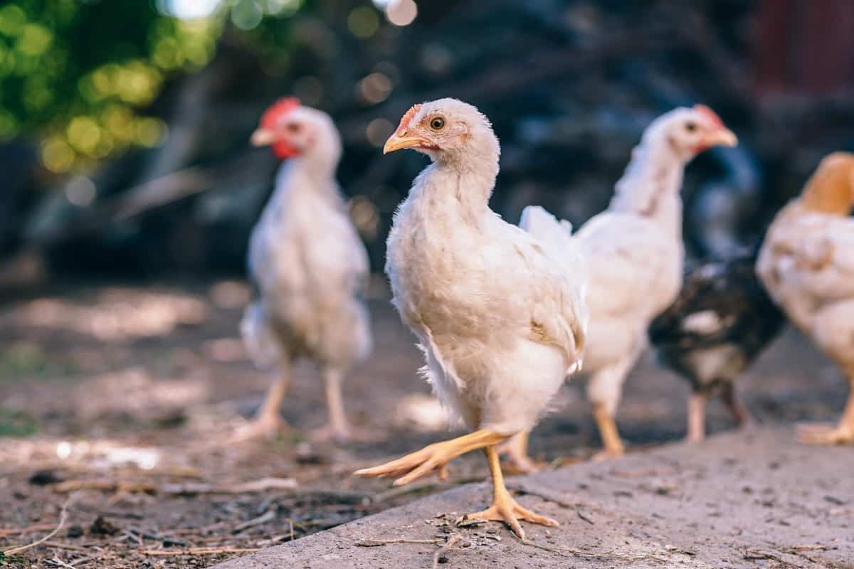 How to Start Poultry Farming in the Netherlands