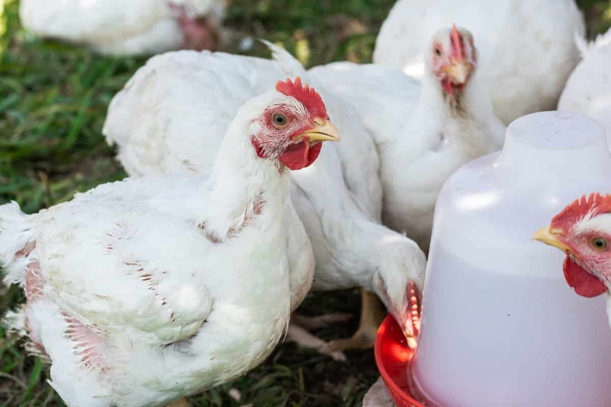 Poultry Farming Feeding Equipment