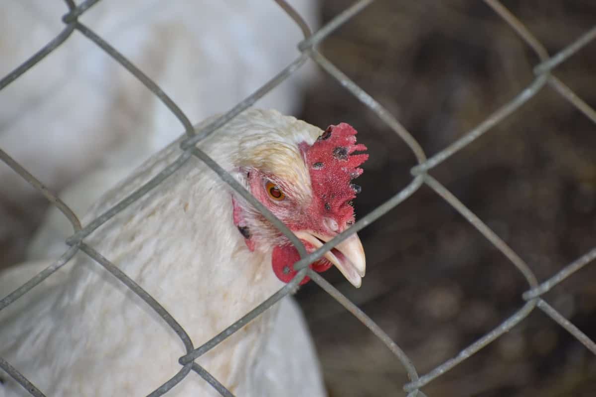Poultry Farm Fencing