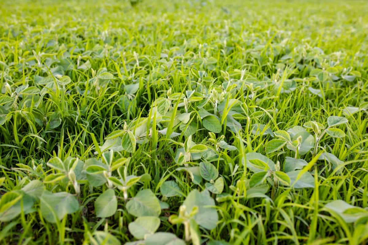 Precision Farming Technologies for Weed Management