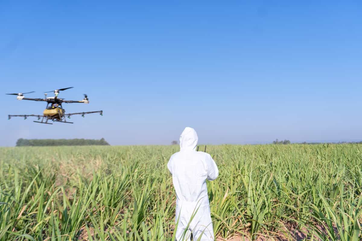 Drone inspecting pesticides in the rice farm