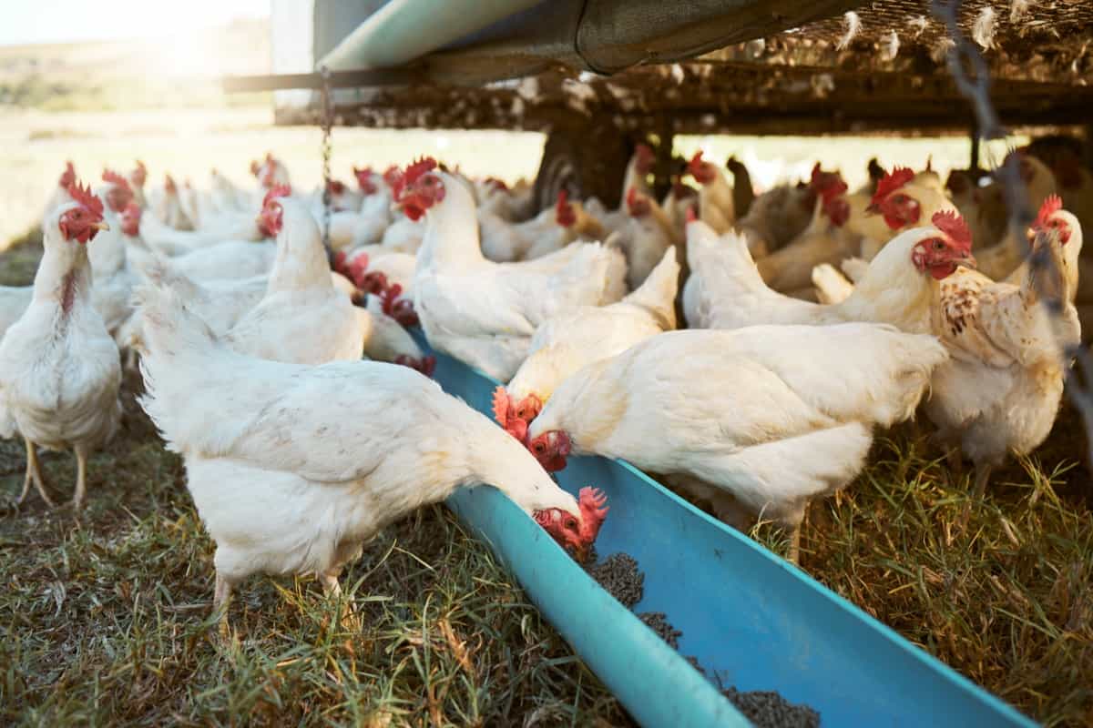Precision Nutrition Strategies for Poultry Farming