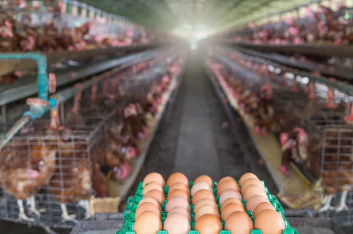 chicken egg farm