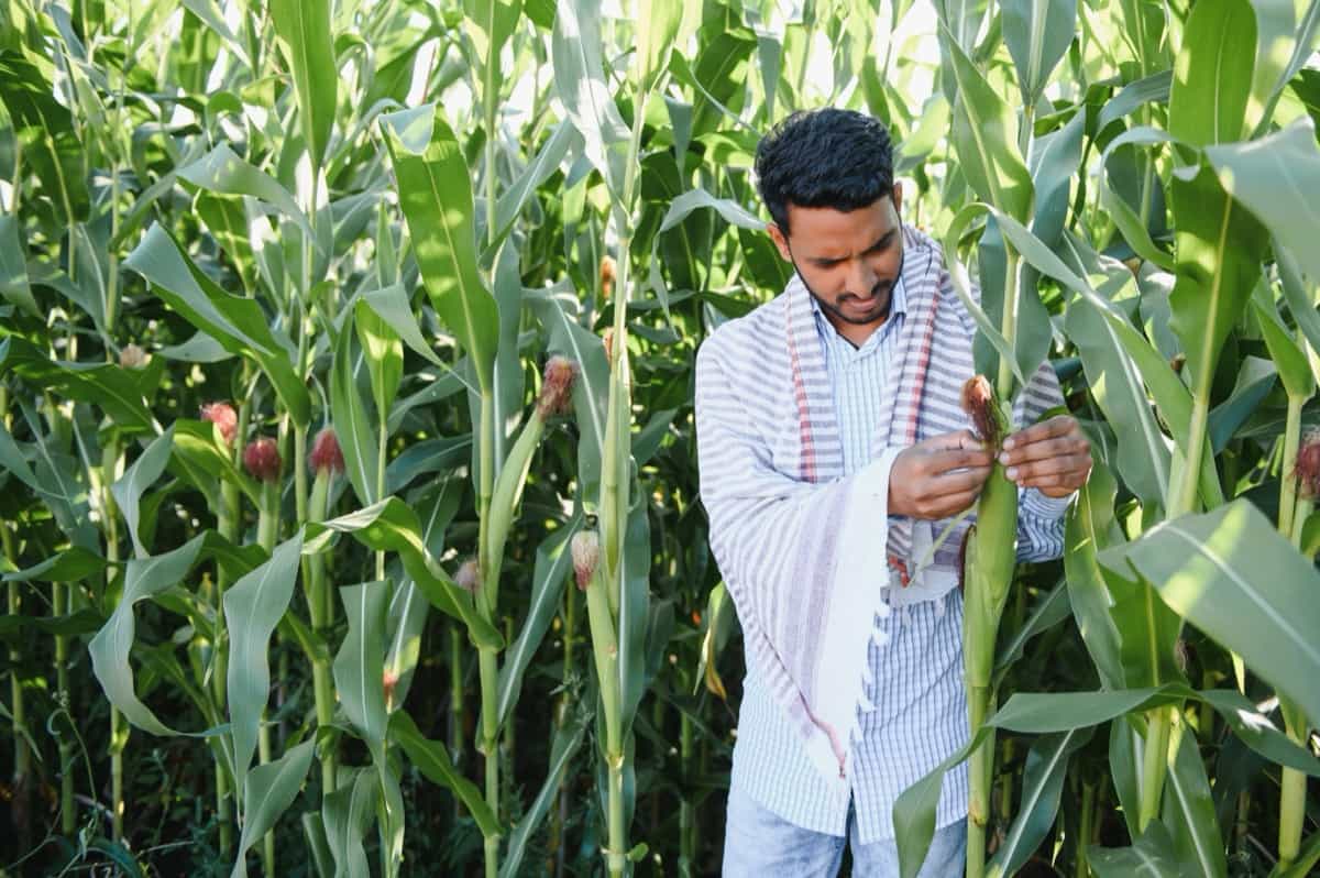 Farmer at corn field
