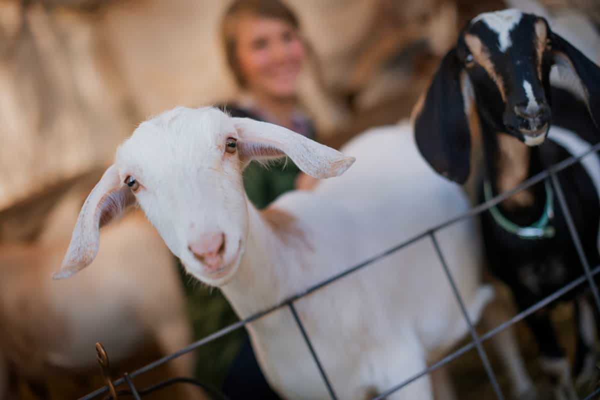Profit Potential with Broiler Goat Farming