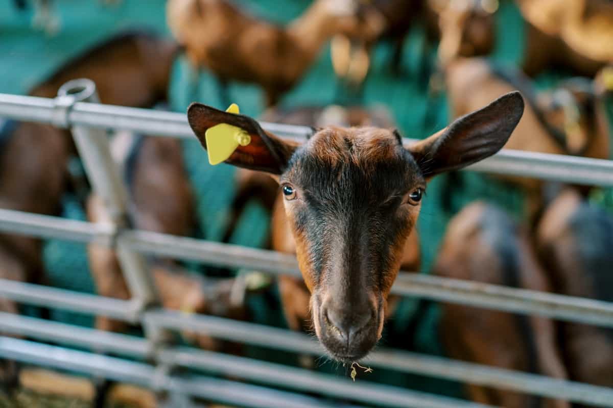 Brown goat leaned out from behind a fence on a farm