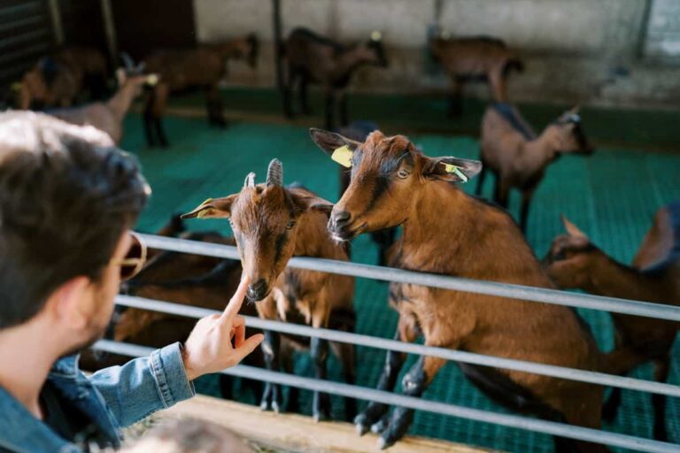 Unlocking Profit Potential with Broiler Goat Farming
