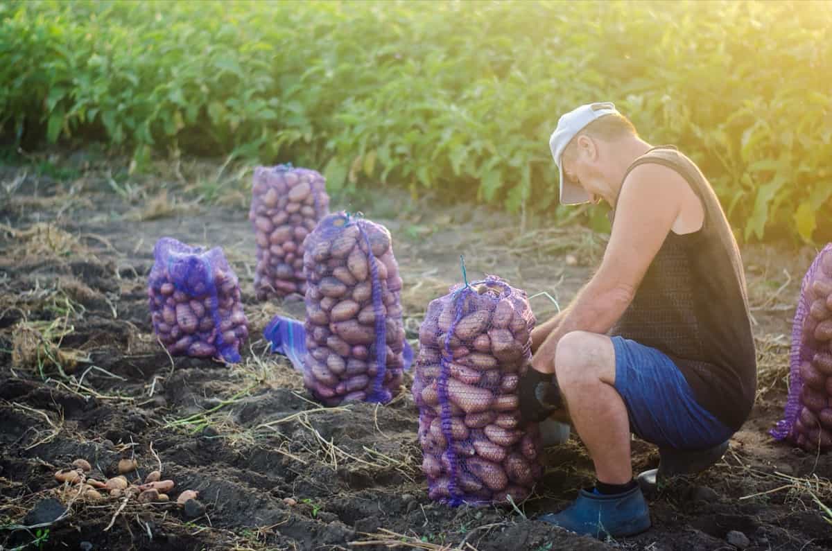 Harvesting potatoes on farm plantation
