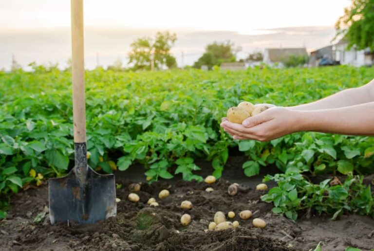 Profitable Potato Farming: Essential Tips and Strategies for Success