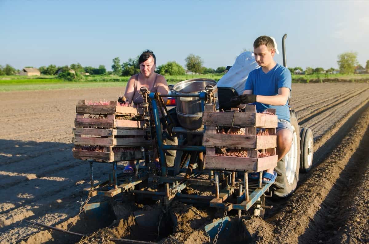 planting potatoes in a farming using automatic planting machine