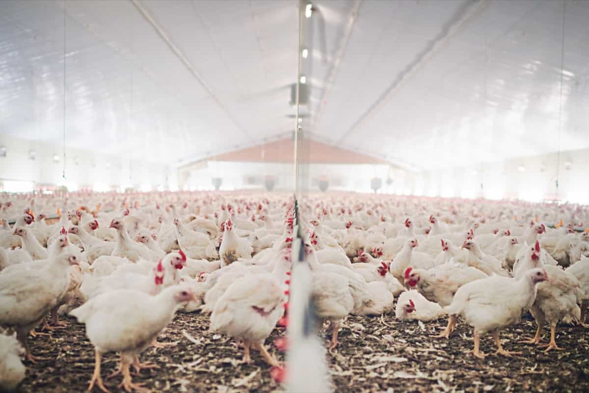 Profitable Poultry Management Strategies