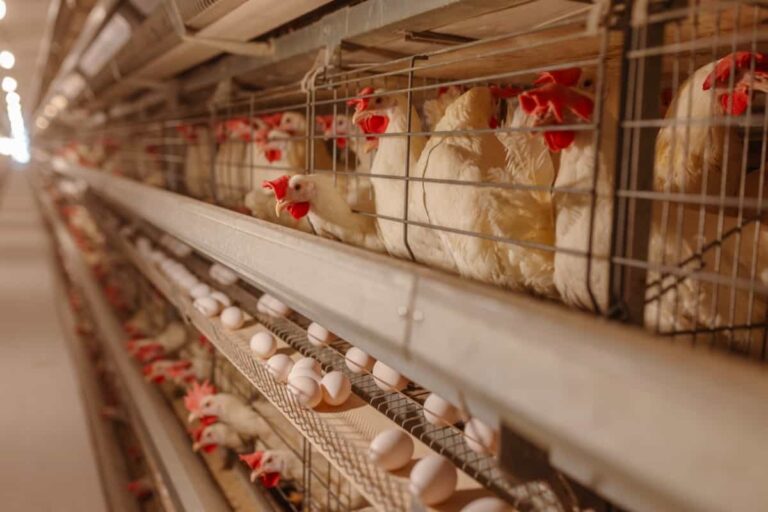 Ultimate Guide to Poultry Farming: Unlocking Profitable Poultry Management Strategies