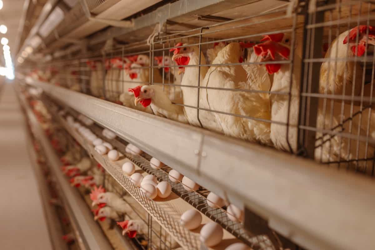 Poultry egg management