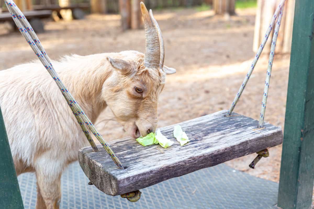 How to Start Profitable Pygmy Goat Farming