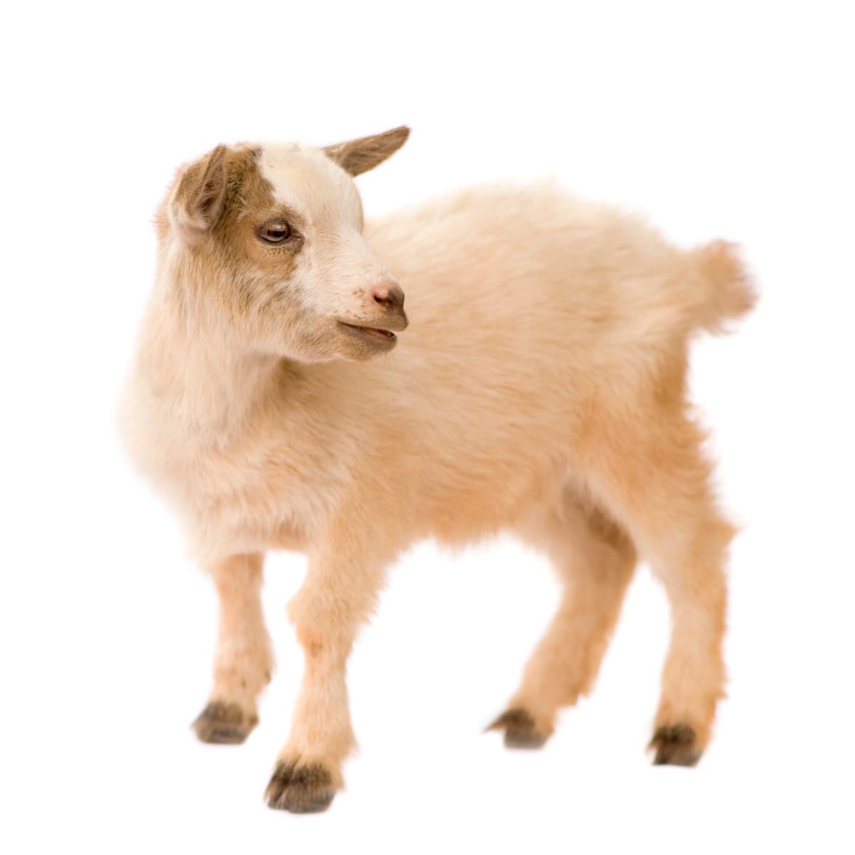  Pygmy Goat