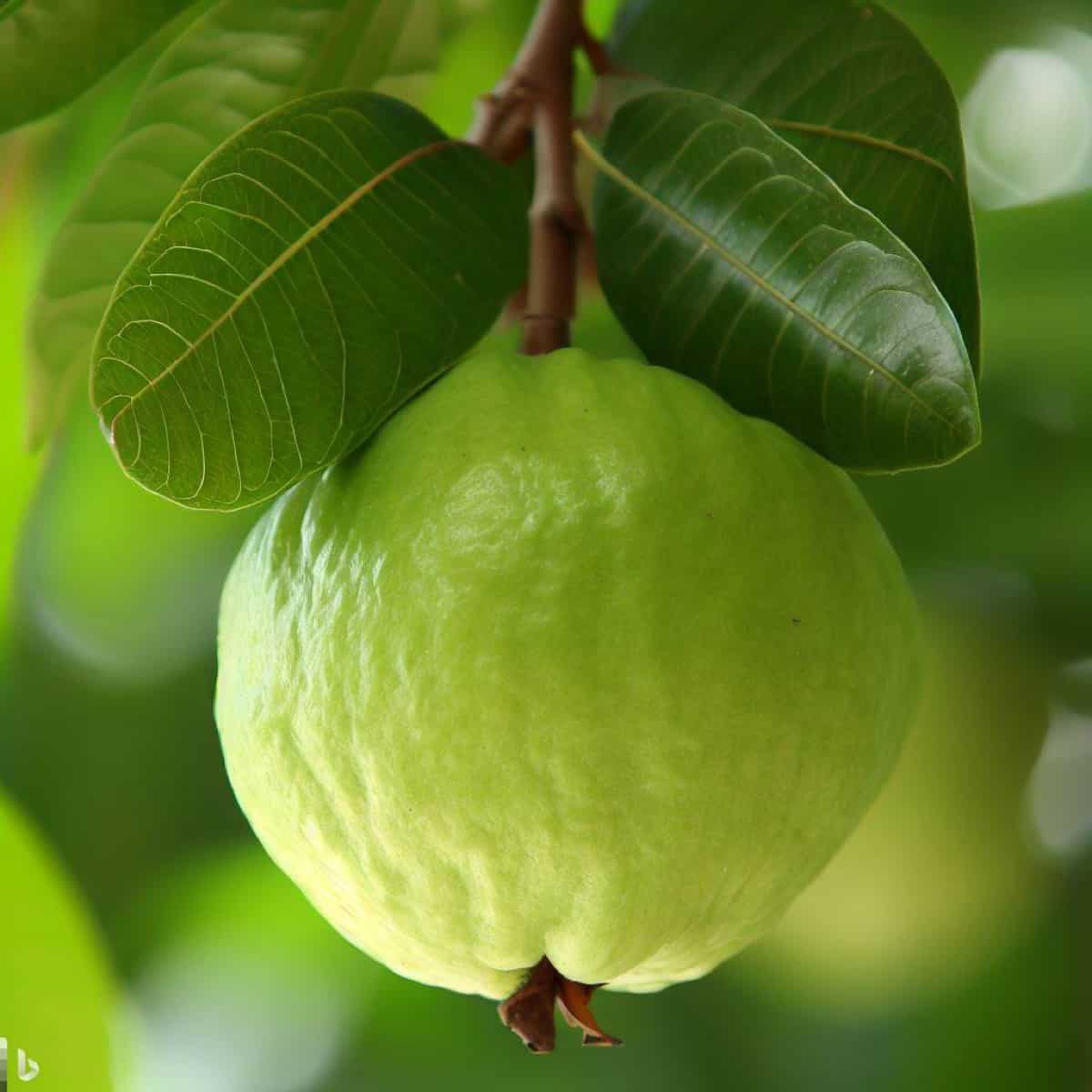 Profitable Thai Guava Farming in India